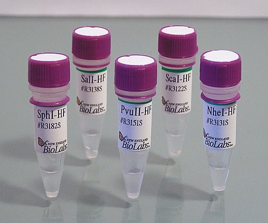 BsaI-HF v2　R3733S 1セット