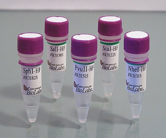 BsaI-HF v2　R3733S 1セット