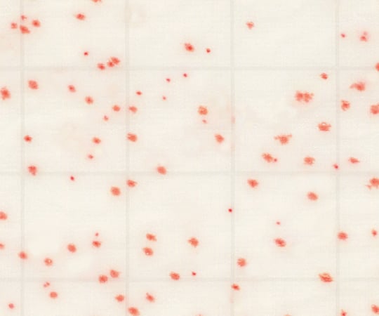 MC-Media Pad 일반 생균용 (100장) SK99B25 1상자(25장×4봉입)