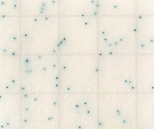 MC-Media Pad SA 黄色ブドウ球菌用 (100枚)　SK03B25 1箱(25枚×4袋入)