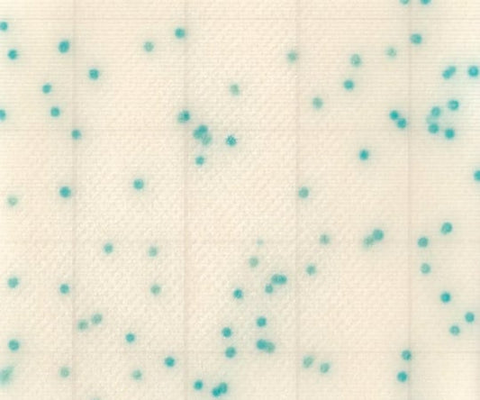 MC-Media Pad CC 大腸菌群用 (100枚)　SK02B25 1箱(25枚×4袋入)