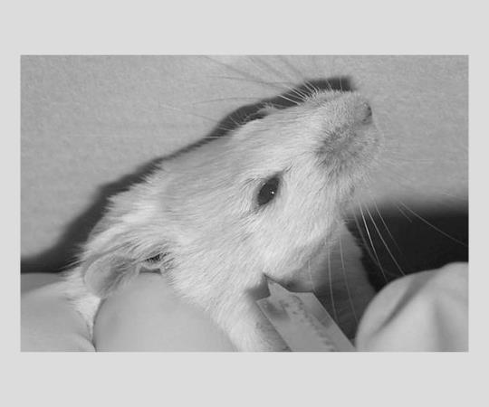 Animal lancets 4mm 200 pieces per box (200 pieces per box)