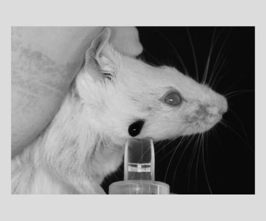 Animal lancets 4mm 200 pieces per box (200 pieces per box)