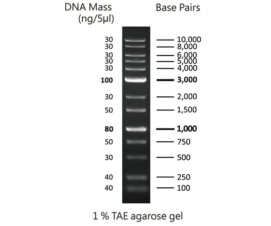 DNA electrophoresis marker 100-10000bp DM015-R500 1pc