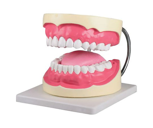 特大歯磨き指導模型　160×220×140mm　D216 1セット