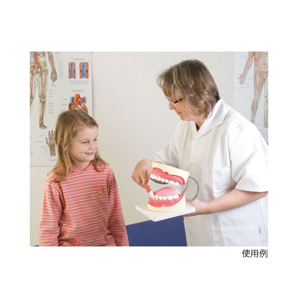 特大歯磨き指導模型　160×220×140mm　D216 1セット