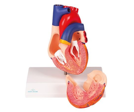 Heart 2-part model G310 1 set