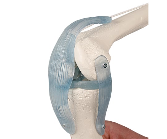 膝関節モデル　4552 1個