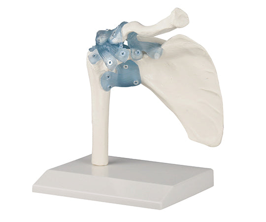 Shoulder joint model 4550 1 piece