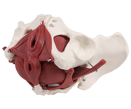 Pelvis 12-part model for women 4075 1 piece