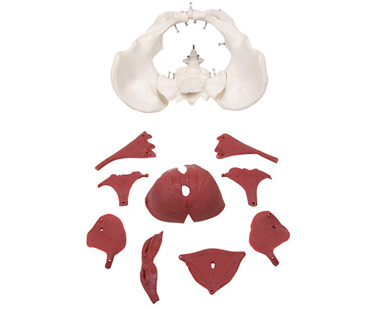 Pelvis 12-part model for women 4075 1 piece