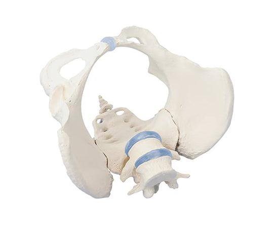 Pelvis model female 4058 1 piece