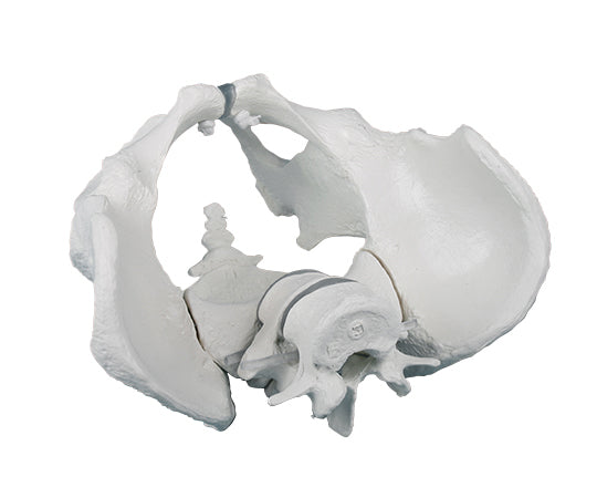 骨盤モデル　男性　4056 1個