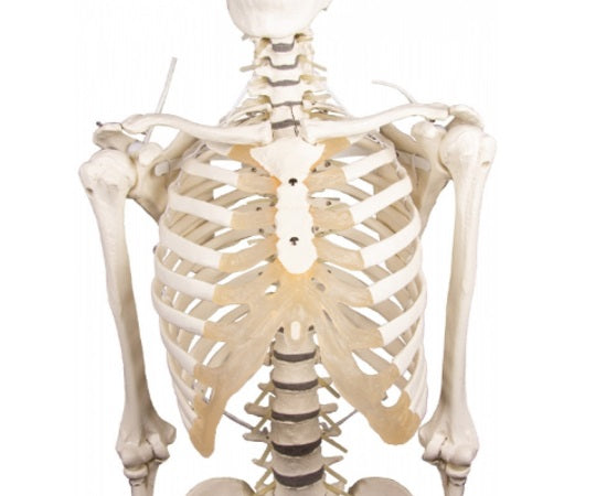 脊椎可動式 骨格モデル　Hugo　3014 1式