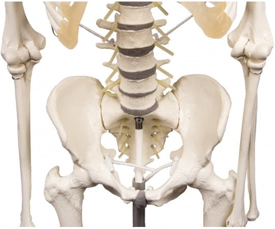 脊椎可動式 骨格モデル　Hugo　3014 1式