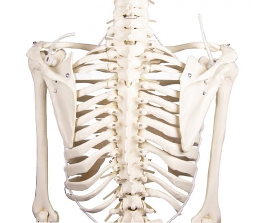 脊椎可動式 骨格モデル　Hugo　3014 1式