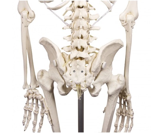 脊椎可動式 骨格モデル　Hugo　3014 1式