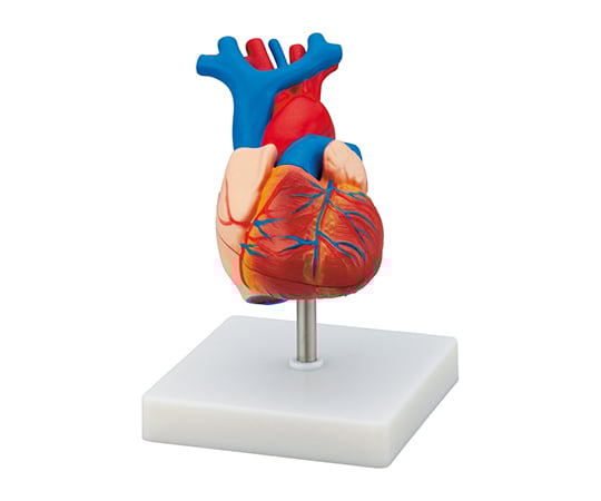 Heart model LHM307A 1 piece