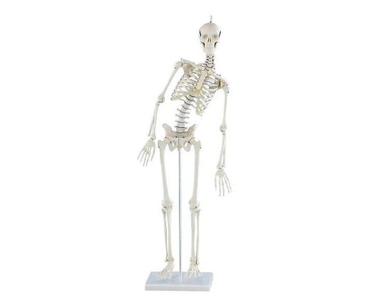 Miniature skeleton model Paul 3040 1 set