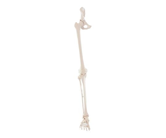 Leg skeleton model (with half pelvis) approx. 980mm 6068 1 set