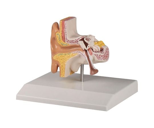 Ear model 110×90×50mm E220 1 set