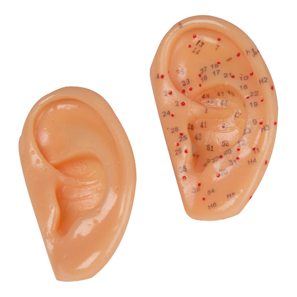 Acupuncture point model for ear acupuncture points 2064 1 set