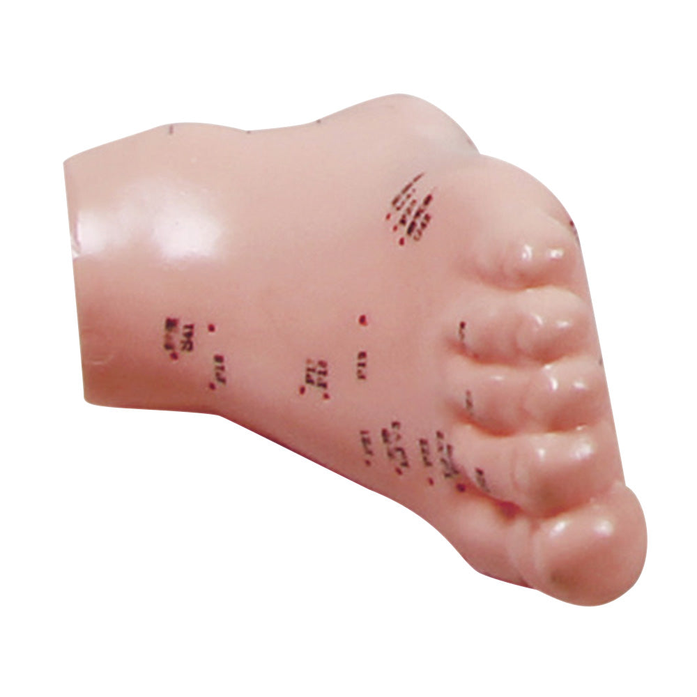 Pressure point model for foot pressure points 2068 1 piece