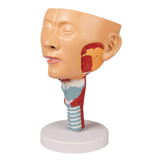 喉と喉頭モデル　C133 1個