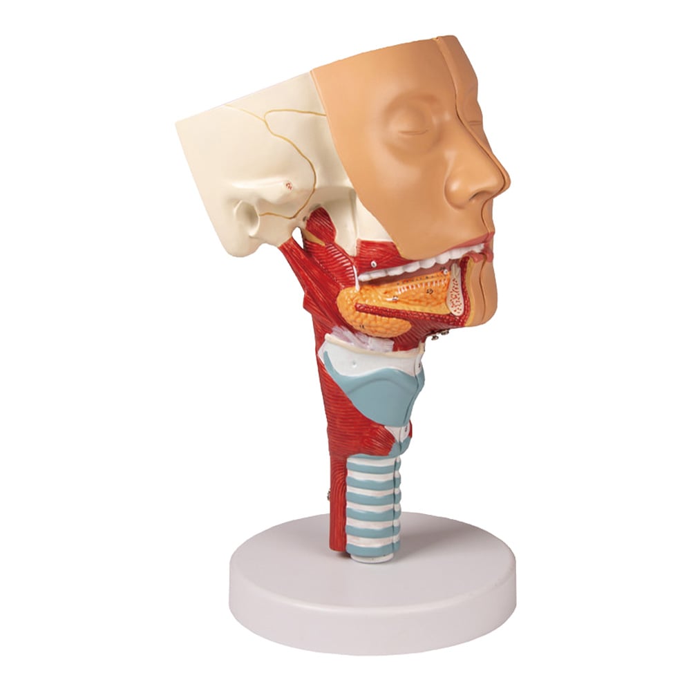 喉と喉頭モデル　C133 1個
