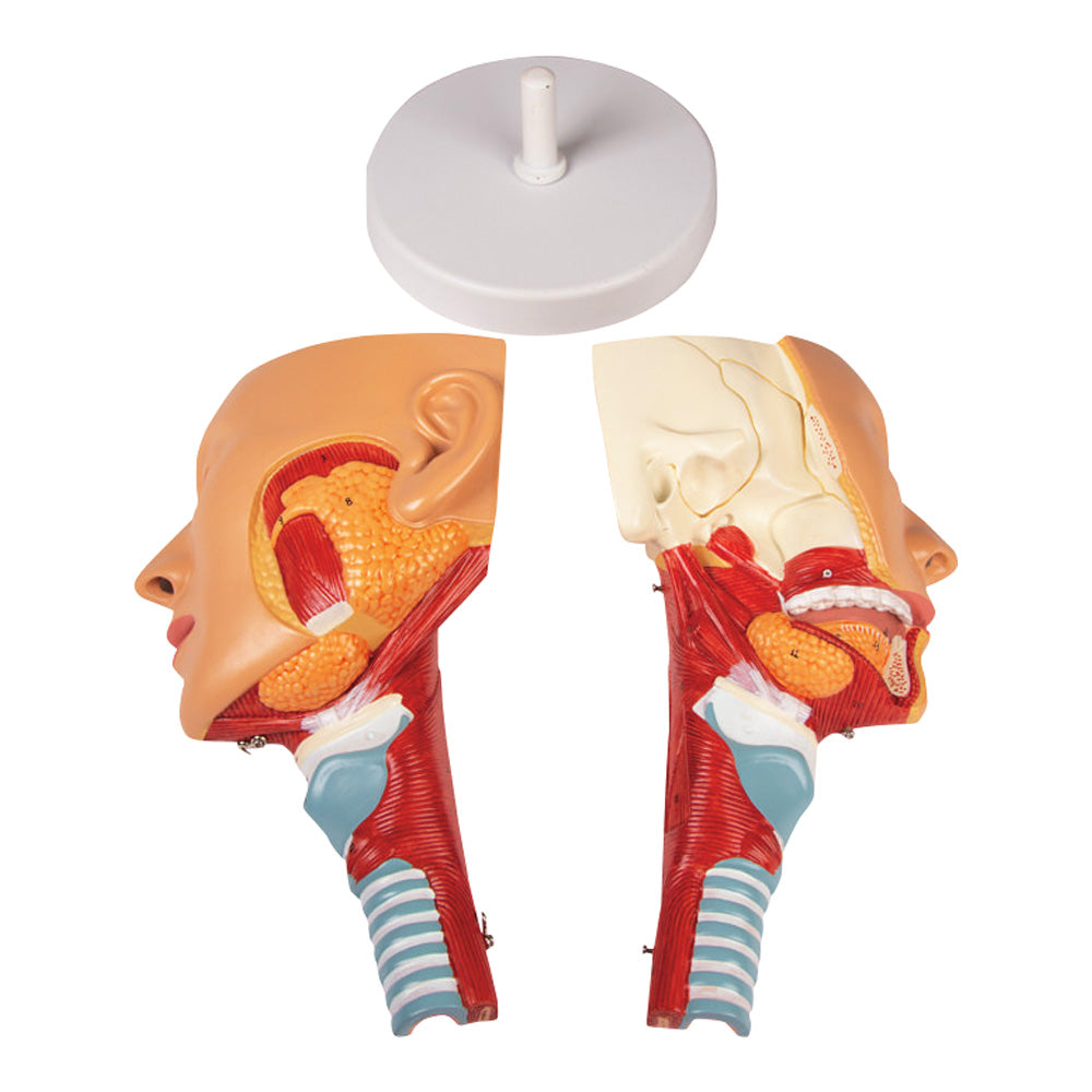 喉と喉頭モデル　C133 1個