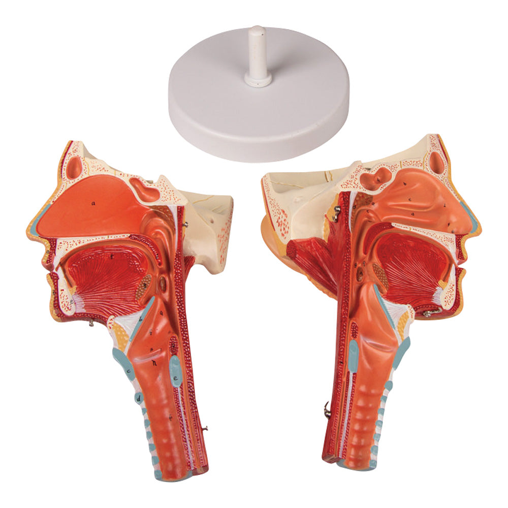 喉と喉頭モデル　C133 1個