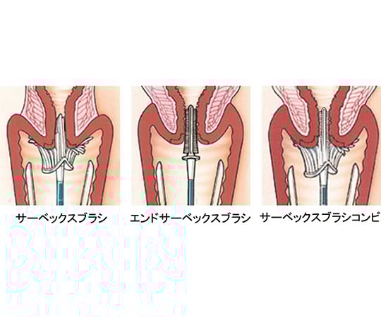 경부 경관 세포 채취 브러쉬 Cervex-Brush® 서벡스 브러시 콤비 1상자(100개입) 3060-003 1상자(100개입)