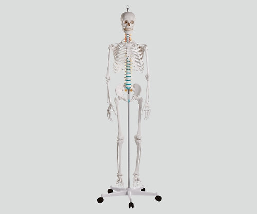 骨格モデル　178cm　2960 1個