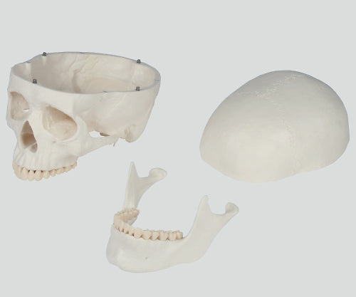 骨格モデル　178cm　2960 1個