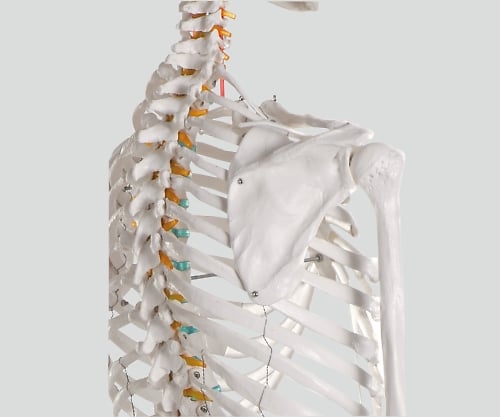 骨格モデル　178cm　2960 1個