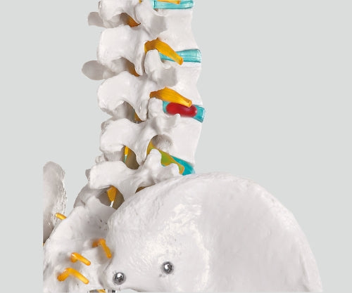 骨格モデル　178cm　2960 1個