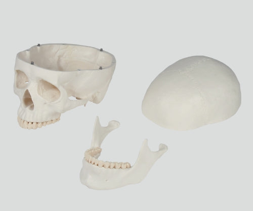 두개 3분해 모델 180×190×120 4500 1개