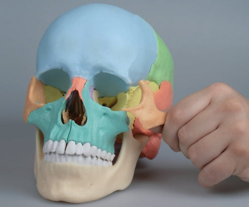 두개골 22분해 모델 220×150×220 4708 1개