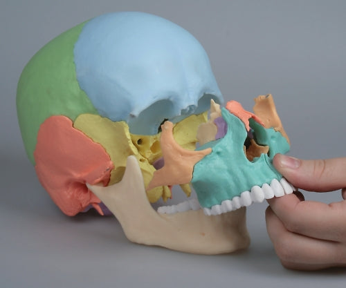 두개골 22분해 모델 220×150×220 4708 1개