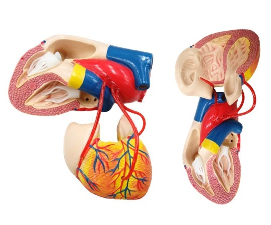 バイパス付心臓2分解モデル 80×80×140　G205 1個