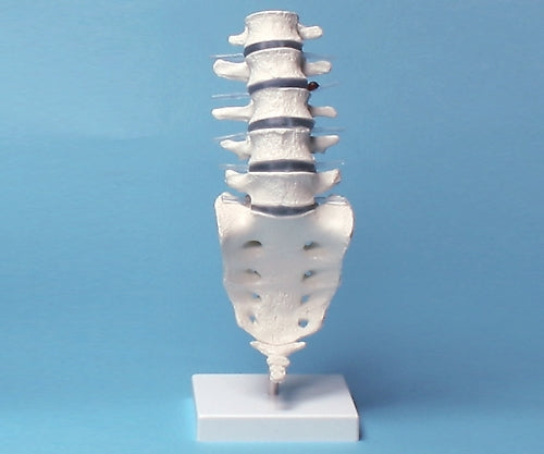 요추 모델 390×120×120 4036 1개