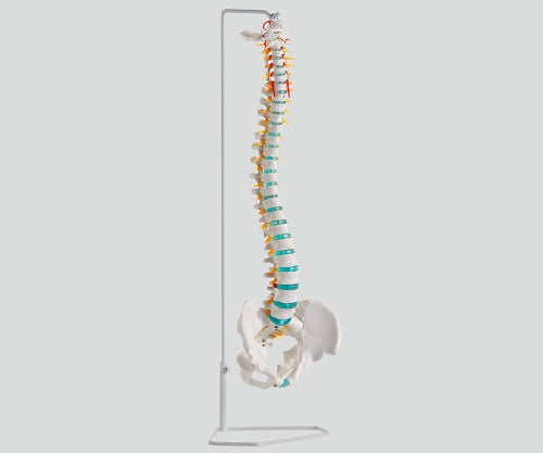 Spine Movable Model 750mm A250 1pc
