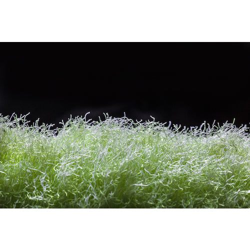 산코 깜짝 머그병 세척 BH-46 1 개