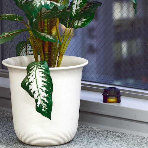 ＴＲＵＳＣＯ　コバエ取り　３個入　SMFT-3　1 箱