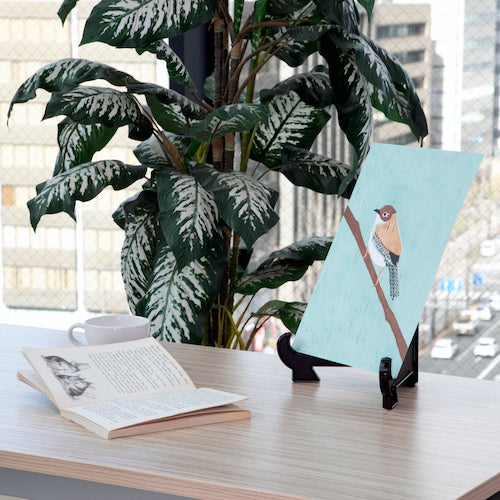 ＴＲＵＳＣＯ　皿立　１８Ｘ１３．５　黒　SARA18-BK　1 個