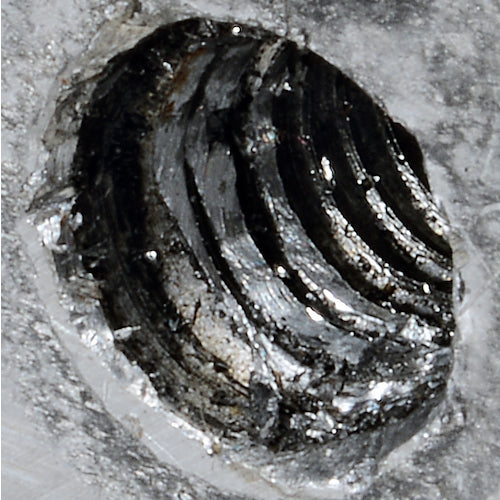 Ferkel Insert Screw (Free Running) M8 x 1.25mm 1D (100 pieces) 07211 1 bag