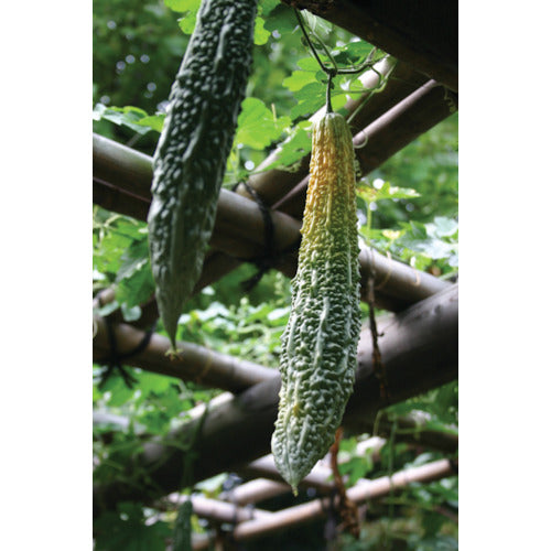 IRIS 101748 그린 커튼용 플랜터 550 GCP-550 1개