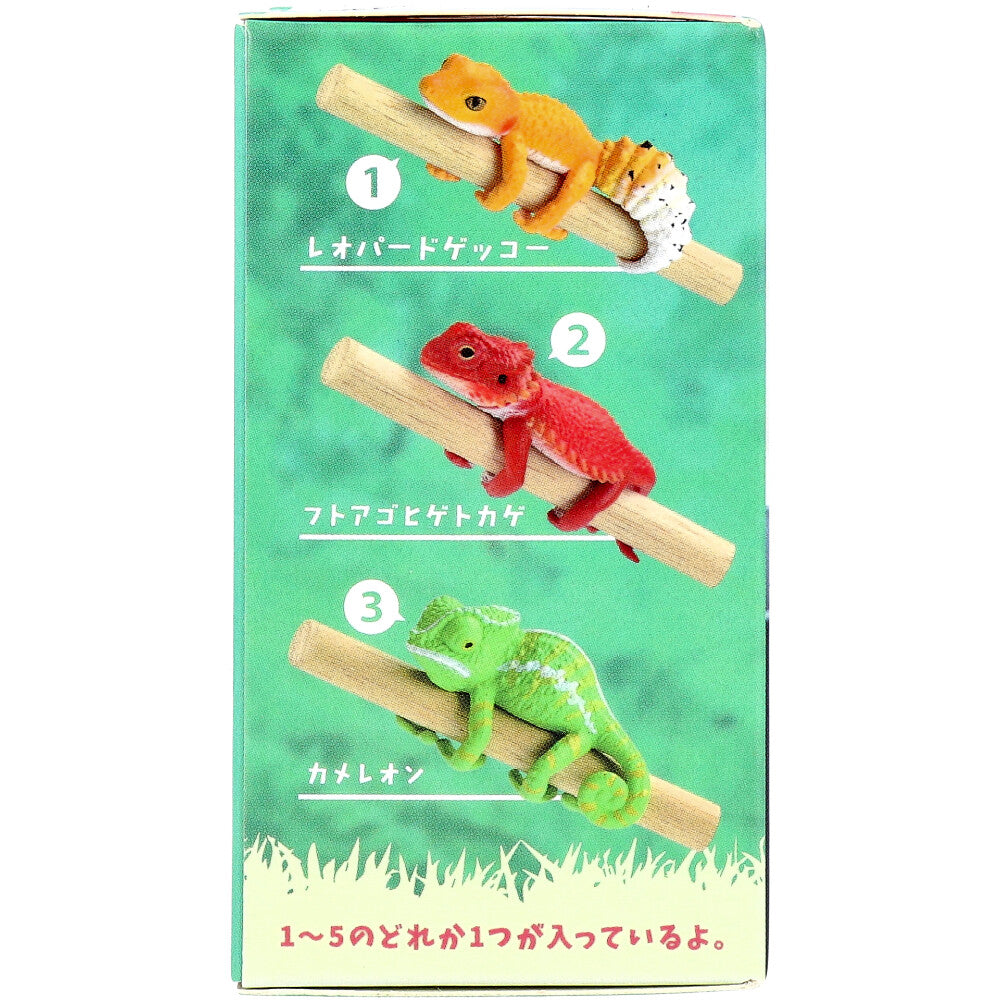 フィギュア どこでも抱きつき！レオパチャーム BOX 1個入 1 個