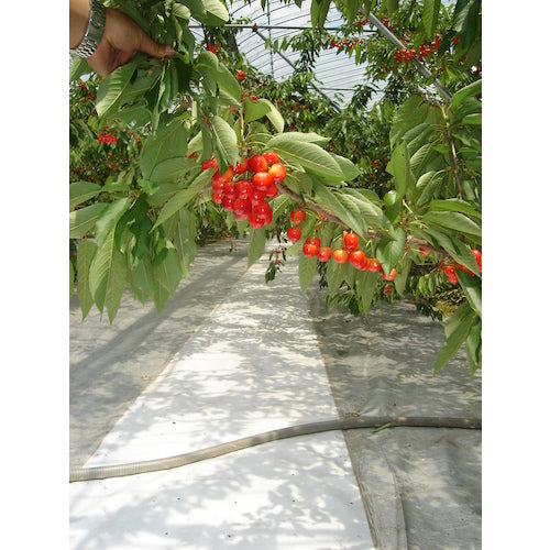 萩原　ターピー　スノーテックスクロス（果樹反射用）　１．５×５０ｍ　SNW-1550　1 巻