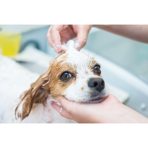 ELPA Auto Spray Foam Type DS-01AS 1 Box